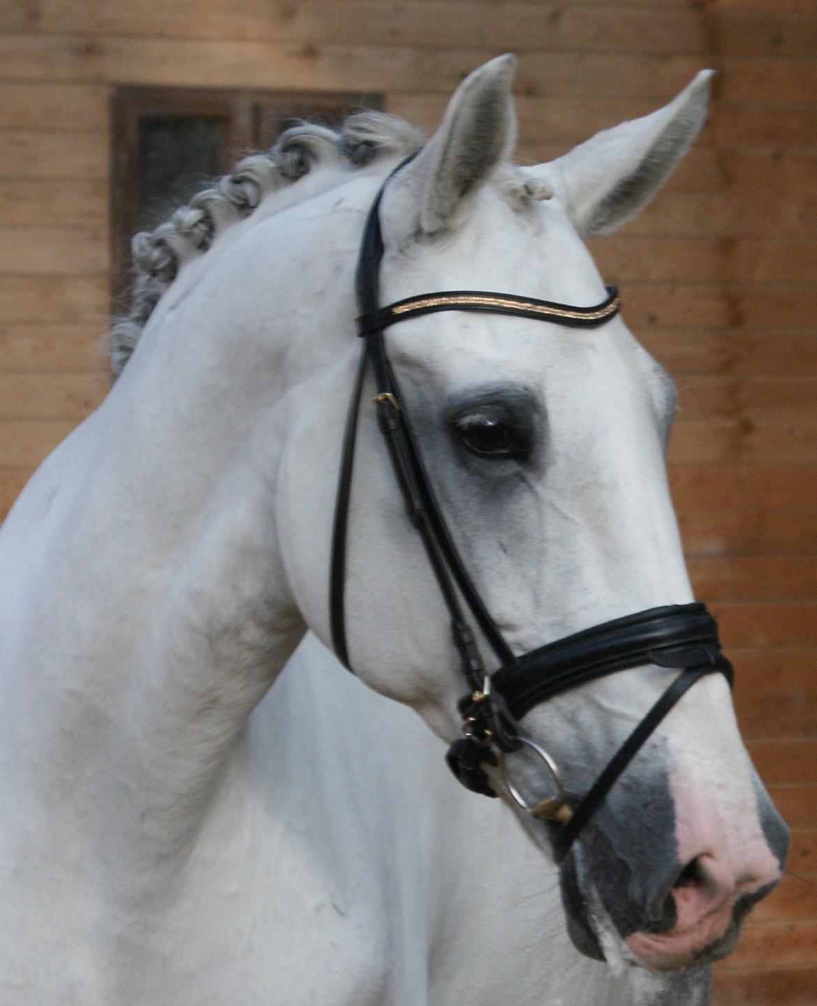 Hollandsk Varmblod Safilja billede 13