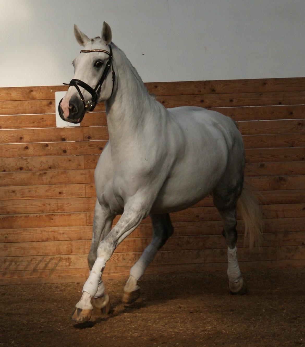 Hollandsk Varmblod Safilja billede 14