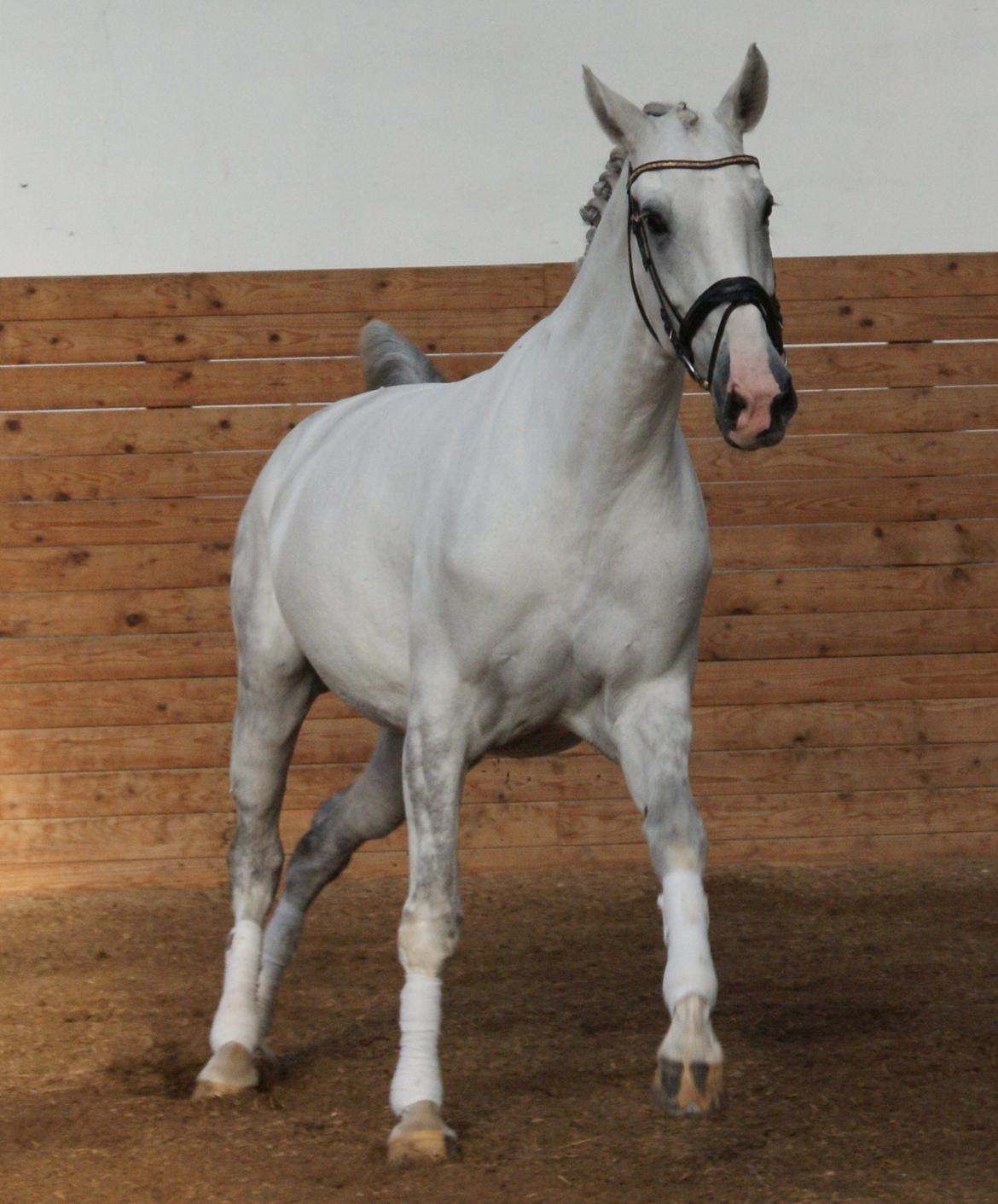 Hollandsk Varmblod Safilja billede 15