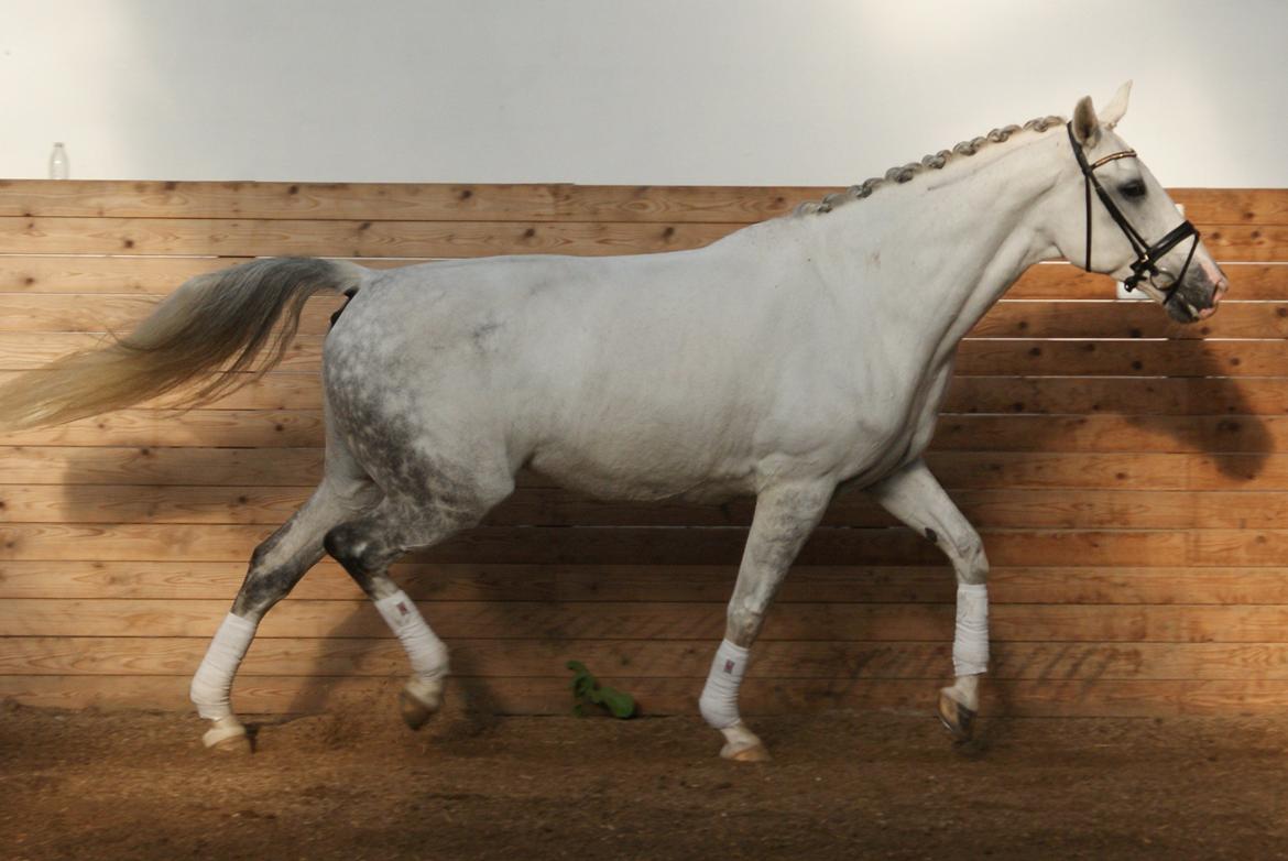 Hollandsk Varmblod Safilja billede 16