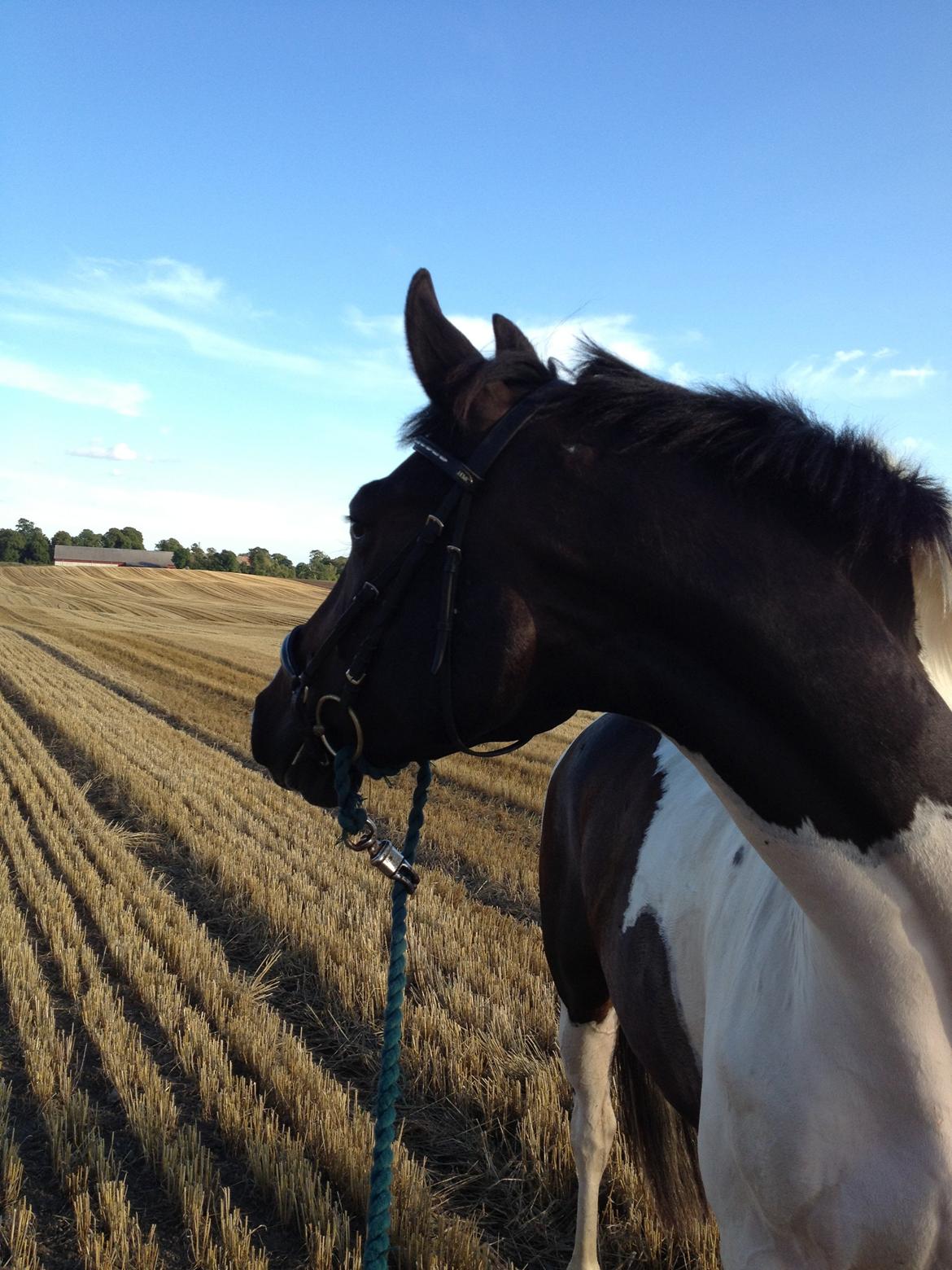 Pinto Enekær`s Viento De Verano billede 17