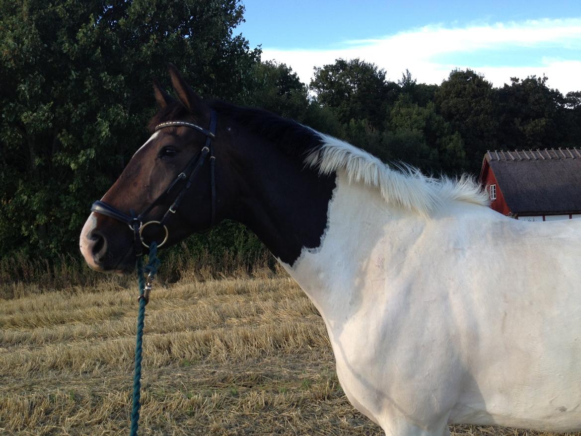Pinto Enekær`s Viento De Verano billede 18