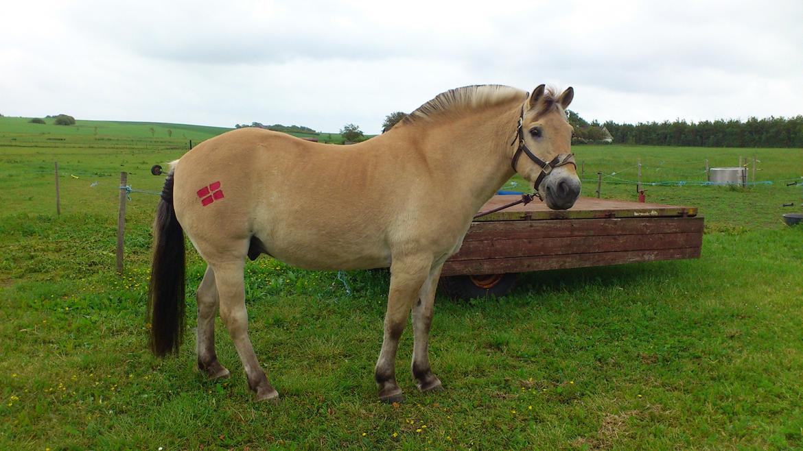 Fjordhest Knold billede 22