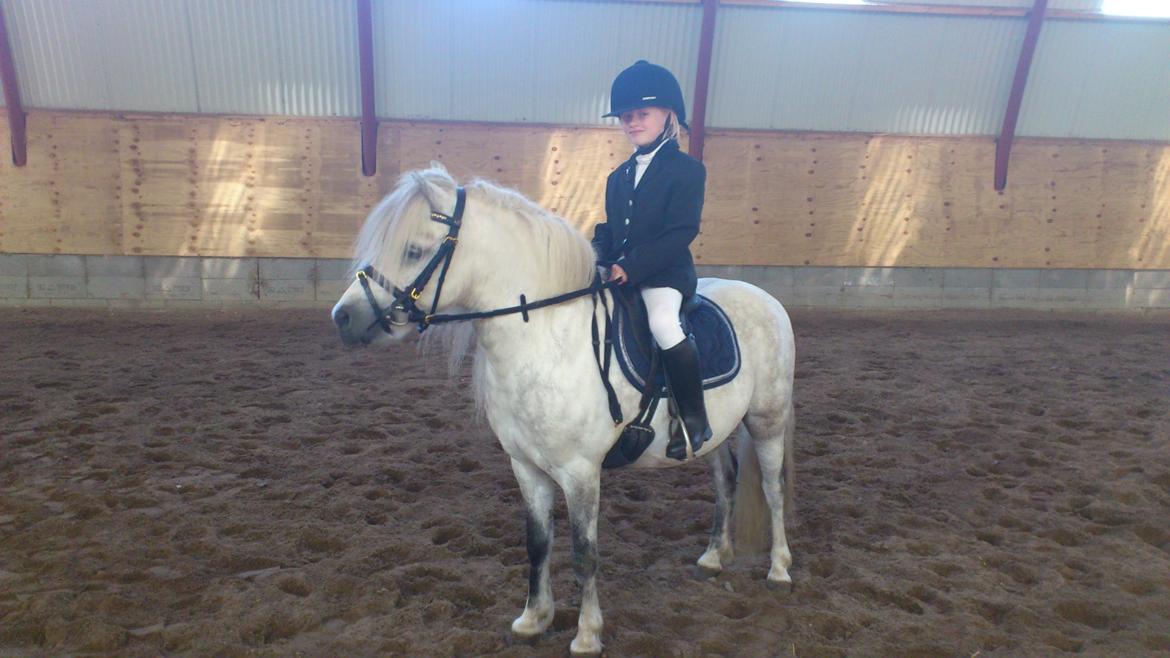 Welsh Mountain (sec A) Prins Valentin (Lille Gut) billede 23