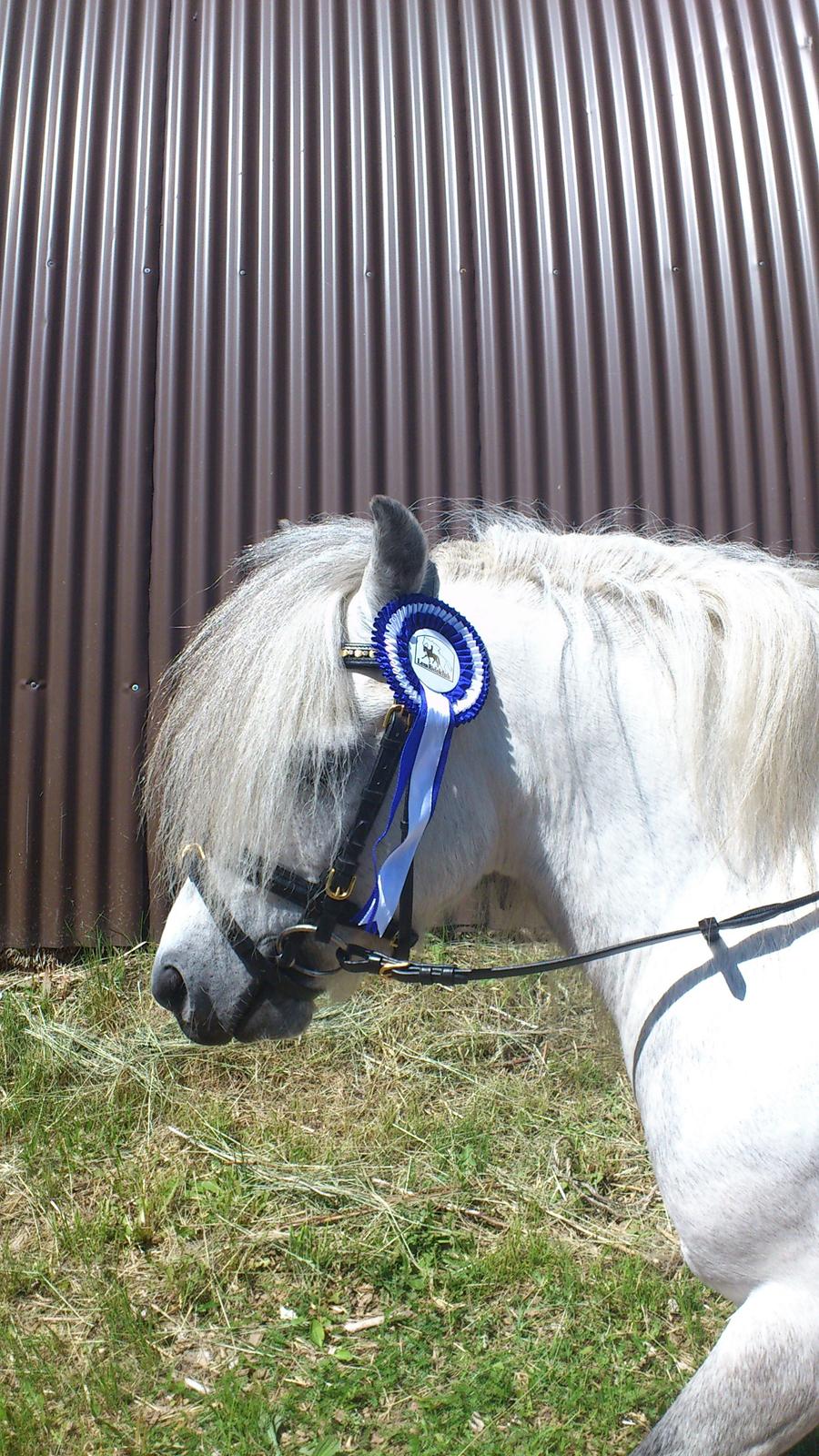 Welsh Mountain (sec A) Prins Valentin (Lille Gut) - En fin blå roset blev det til, det er da ikke så ringe, må man sige! billede 2