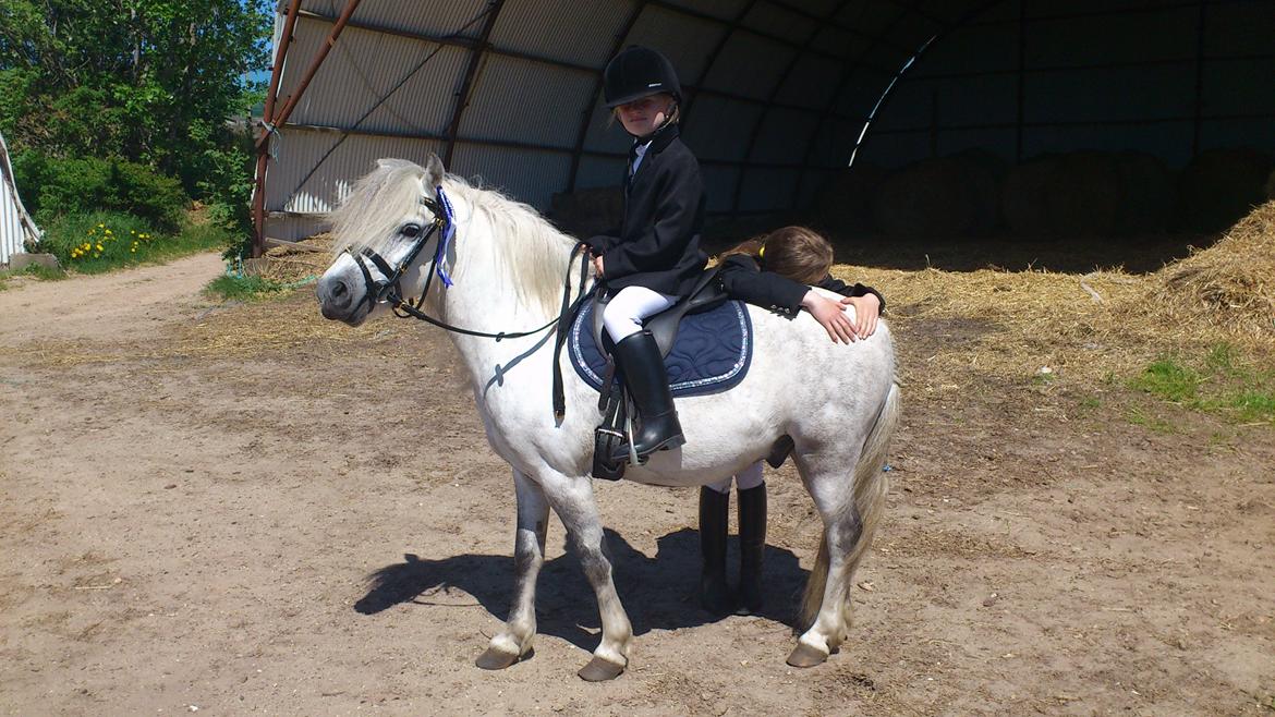 Welsh Mountain (sec A) Prins Valentin (Lille Gut) billede 24