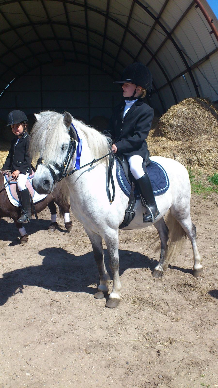 Welsh Mountain (sec A) Prins Valentin (Lille Gut) - Valentin & Kira til deres første stævne <3 billede 1