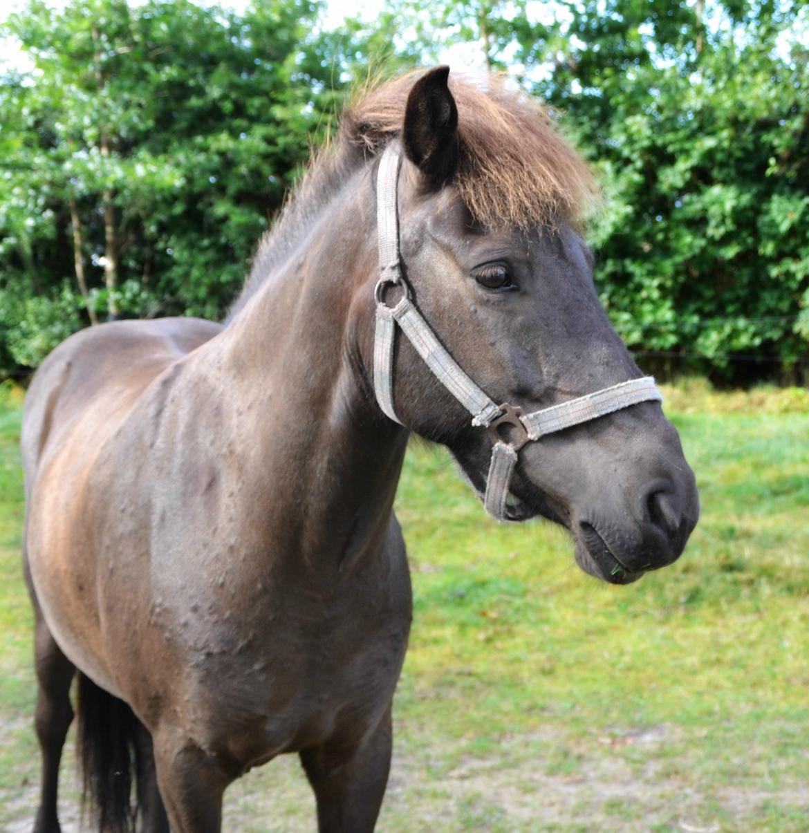 Islænder SVALA FRA ANNERUP (Svalte) - Min smukke hestepige<3 billede 12
