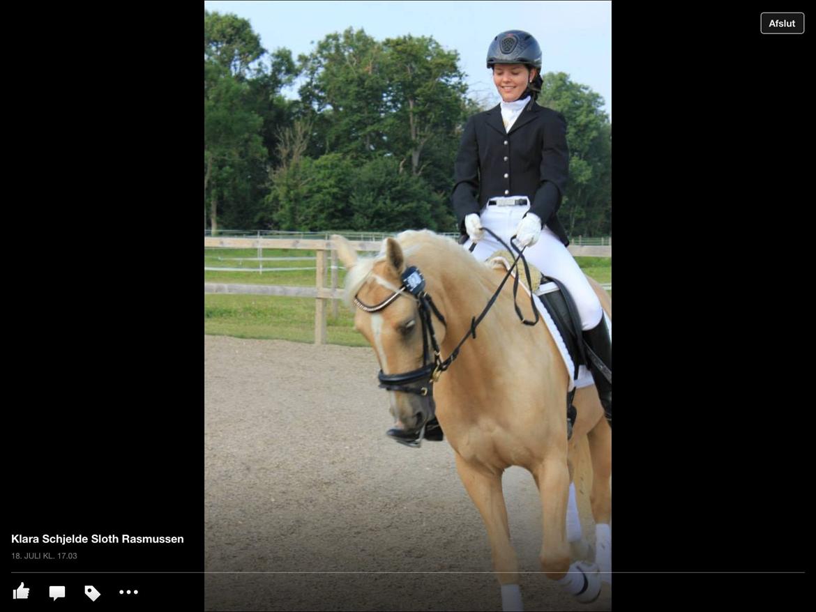 Palomino Pineappel billede 13