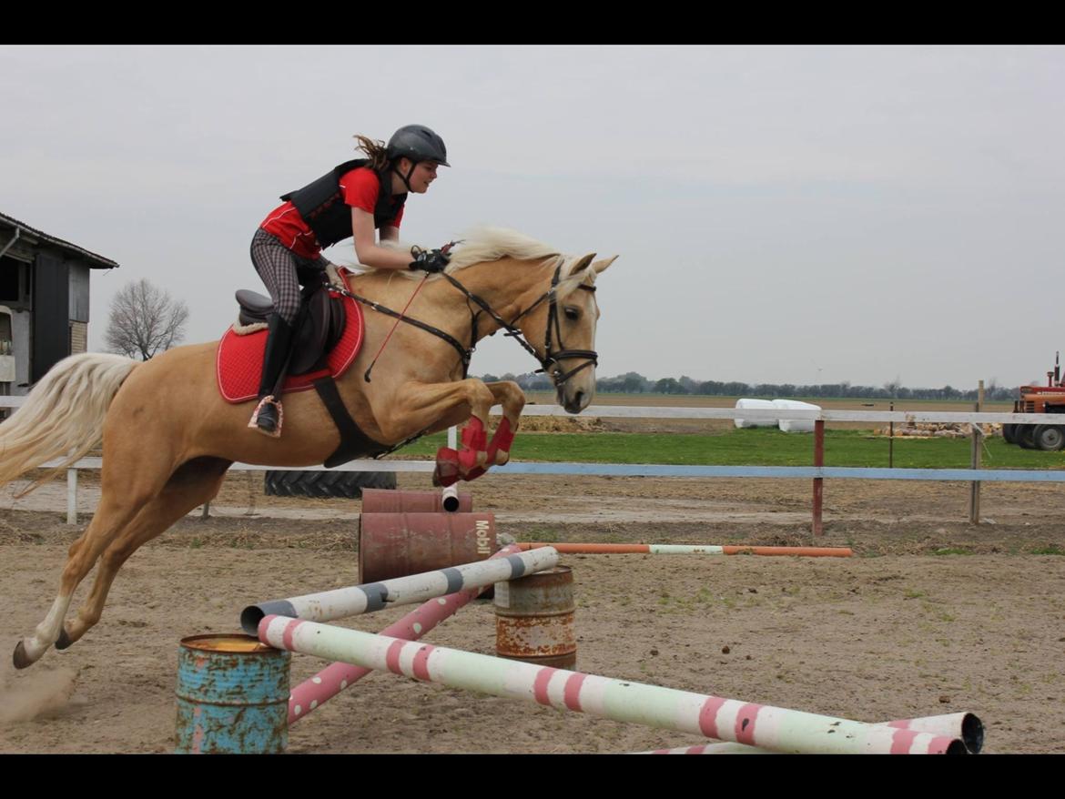 Palomino Pineappel billede 14