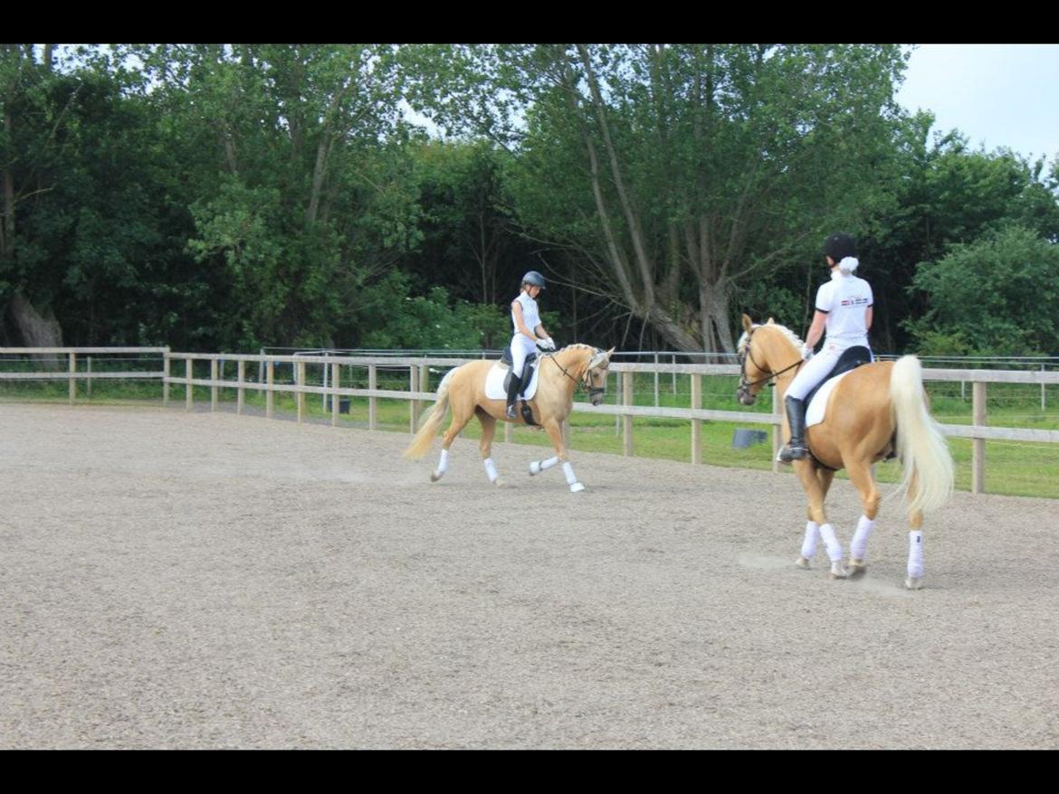 Palomino Pineappel billede 15