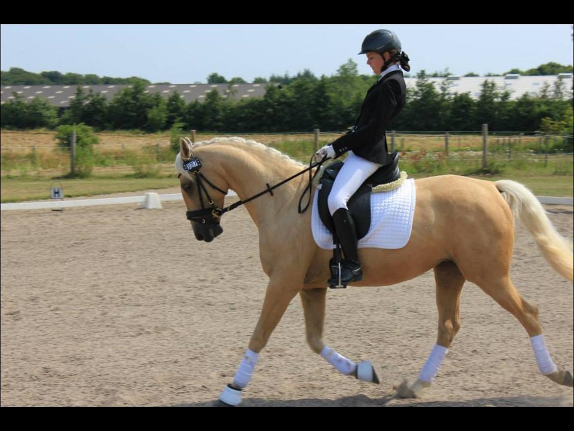 Palomino Pineappel billede 16