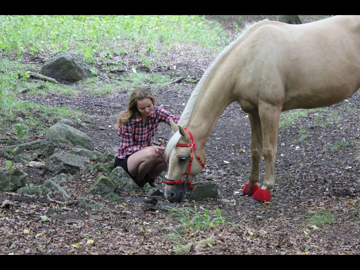 Palomino Pineappel billede 17