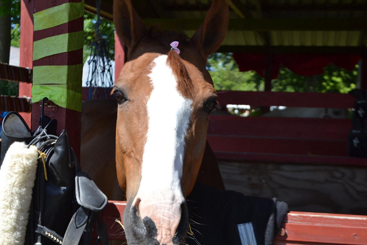 DSP Fundi billede 18