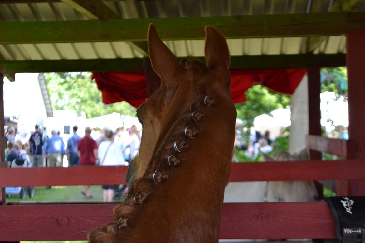 DSP Fundi billede 20