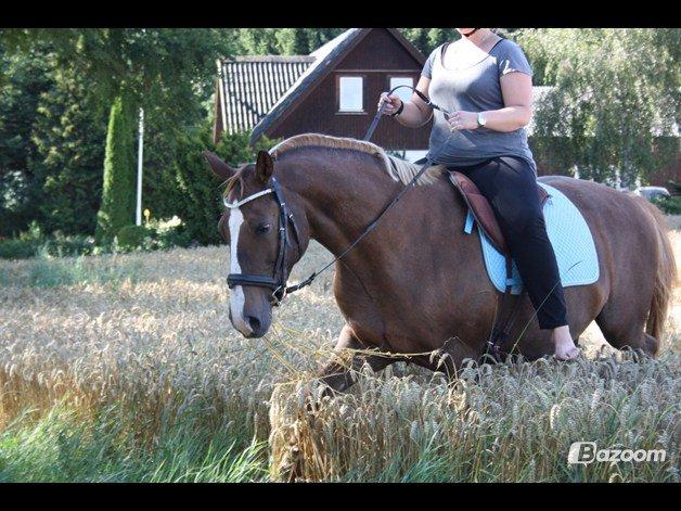 Dansk Varmblod Desiree billede 20