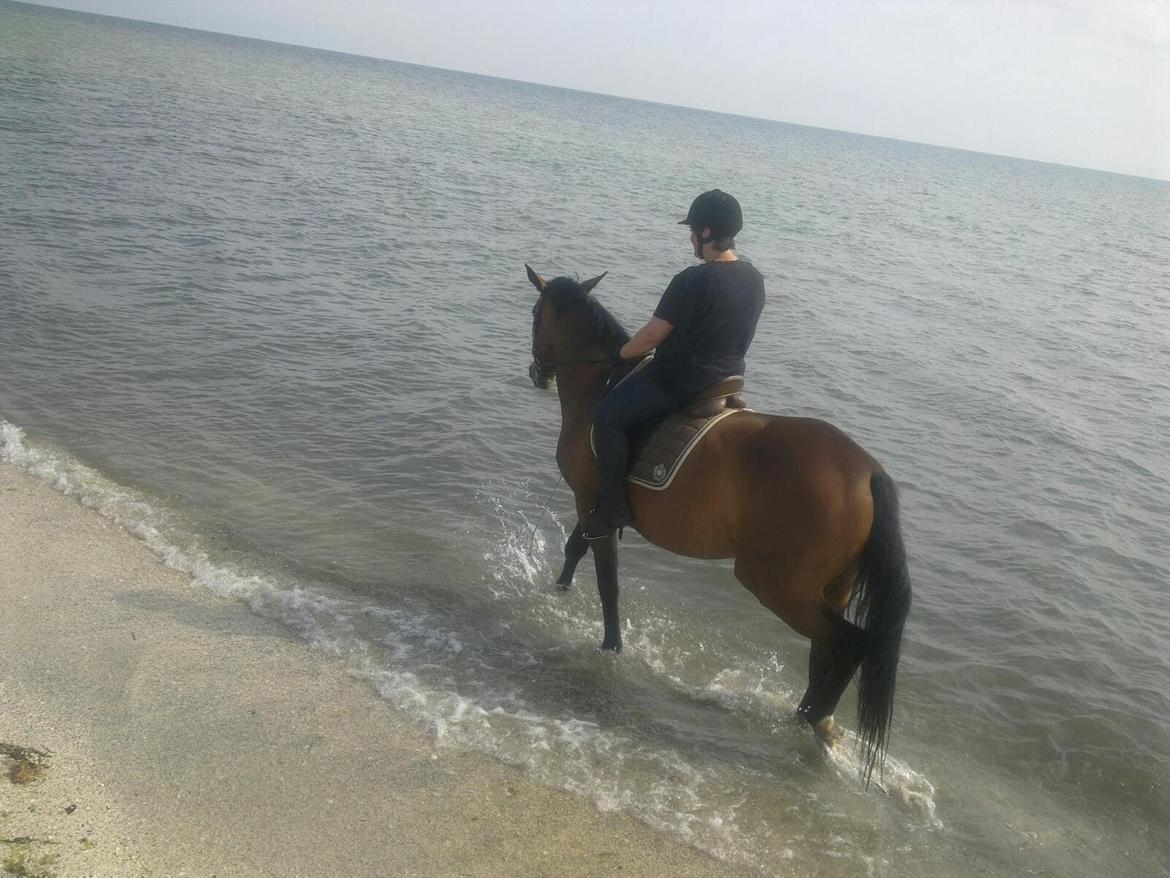 Oldenborg Horsmarks Unella - Unella's første tur til vandet - dygtig pige :O) billede 15