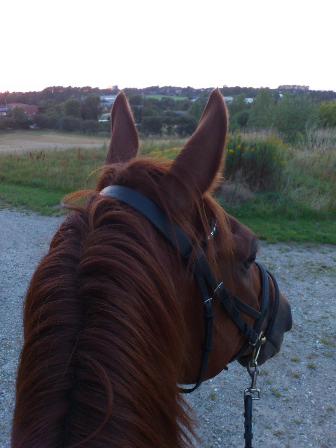 Anden særlig race Capitano - Cappi og jeg på tur <3 August 2013 billede 1