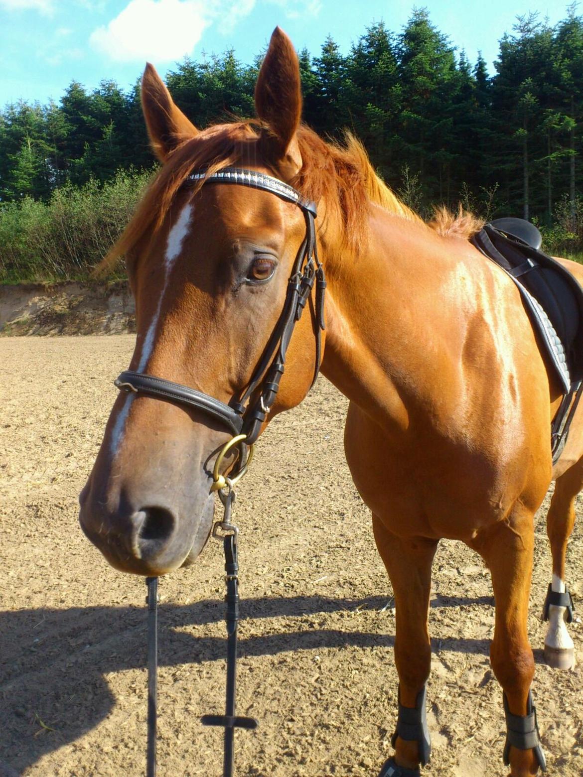 Anden særlig race Capitano - Cappi træt efter en hård ridetime :) August 2013
 billede 8
