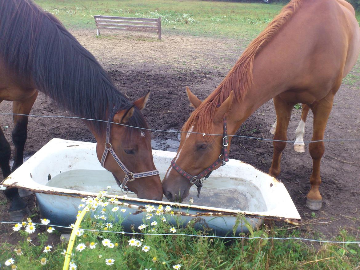Anden særlig race Capitano - Capitano på sin fold med sin gamle kæreste :) Juli 2013 billede 9