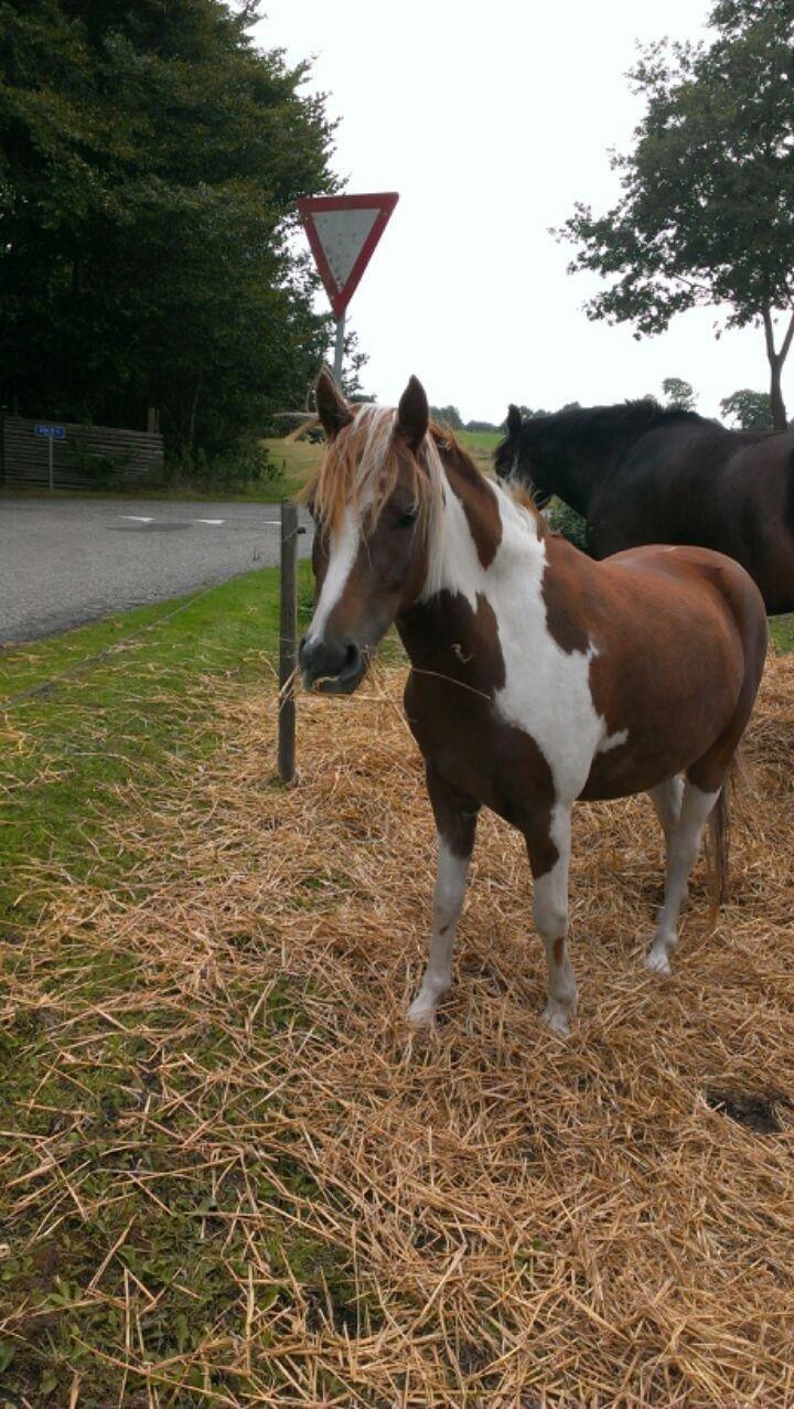Pinto Roméo billede 7