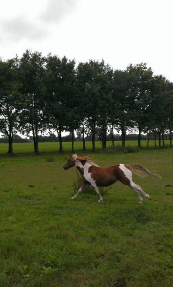 Pinto Roméo billede 8