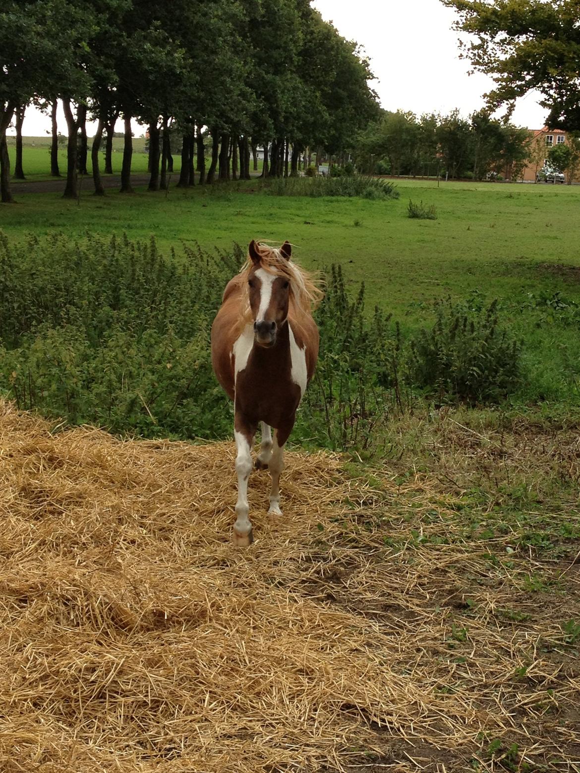 Pinto Roméo billede 9