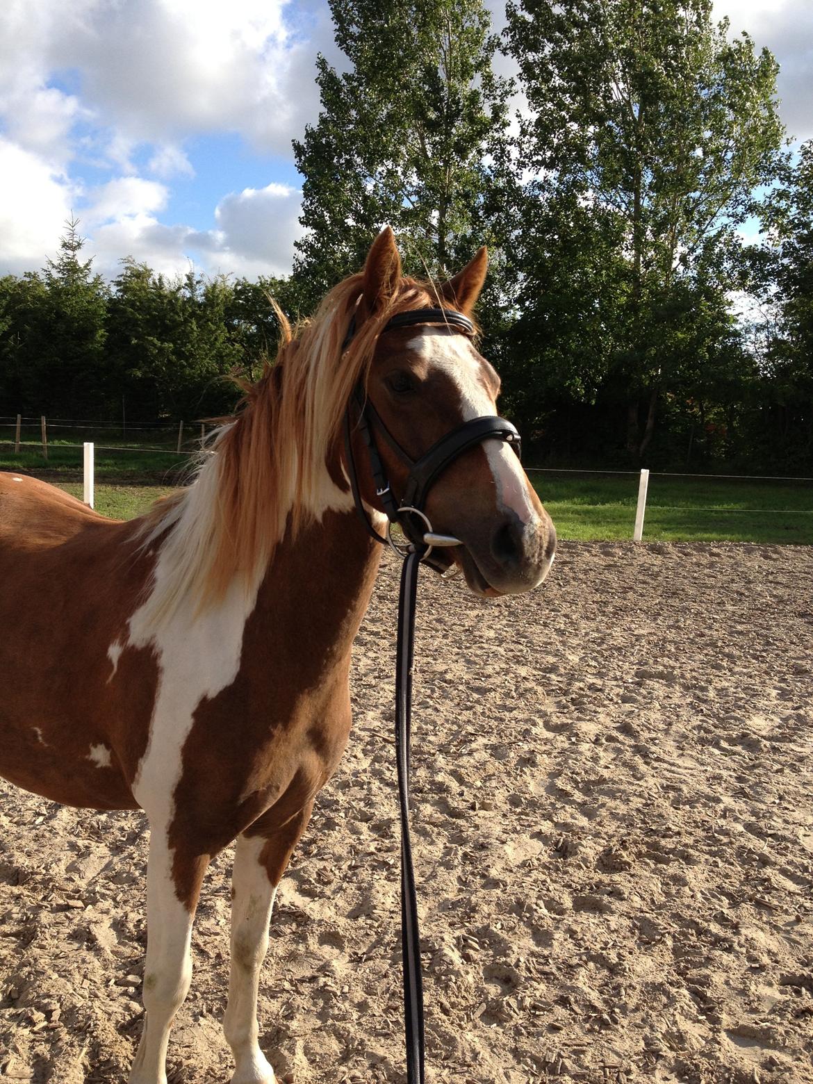 Pinto Roméo billede 11