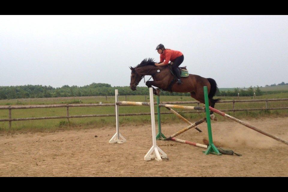 Dansk Varmblod Storåens Belondo (Richard) billede 1