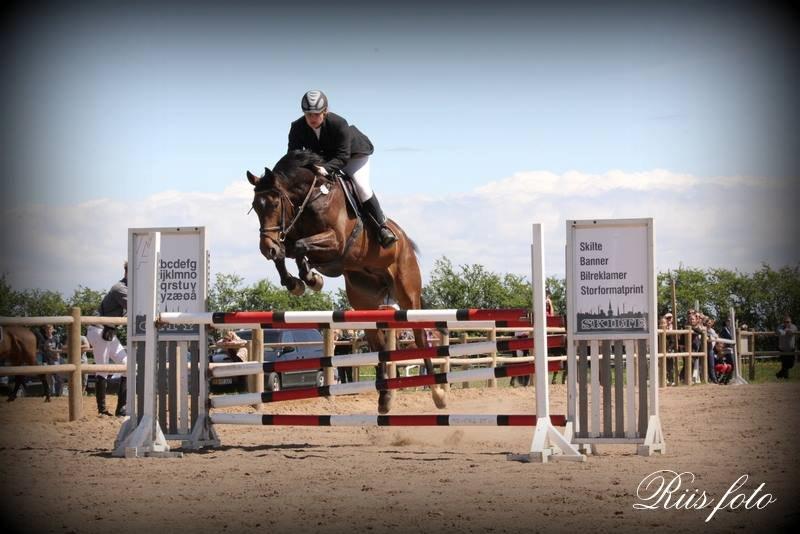 Dansk Varmblod Storåens Belondo (Richard) billede 3
