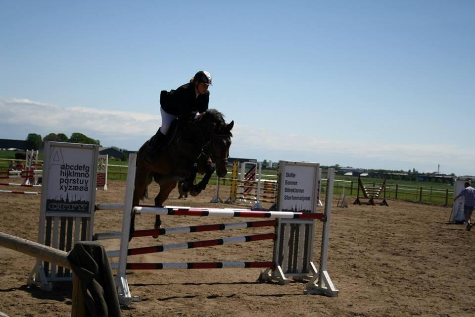 Dansk Varmblod Storåens Belondo (Richard) - LA i Boller Rideklub billede 4