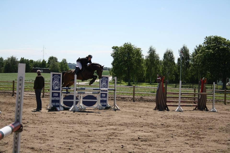 Dansk Varmblod Storåens Belondo (Richard) - LA i Boller billede 5
