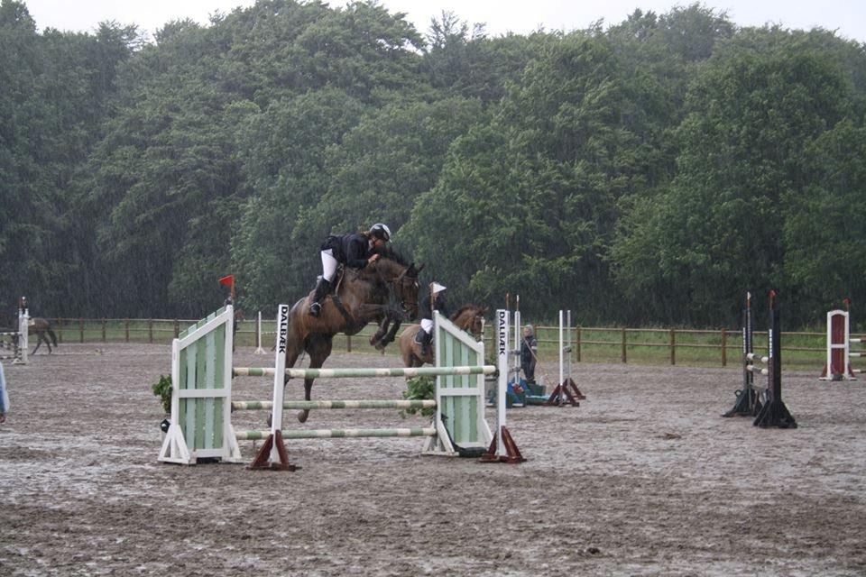 Dansk Varmblod Storåens Belondo (Richard) - LA i Vejle Rideklub... :) billede 7
