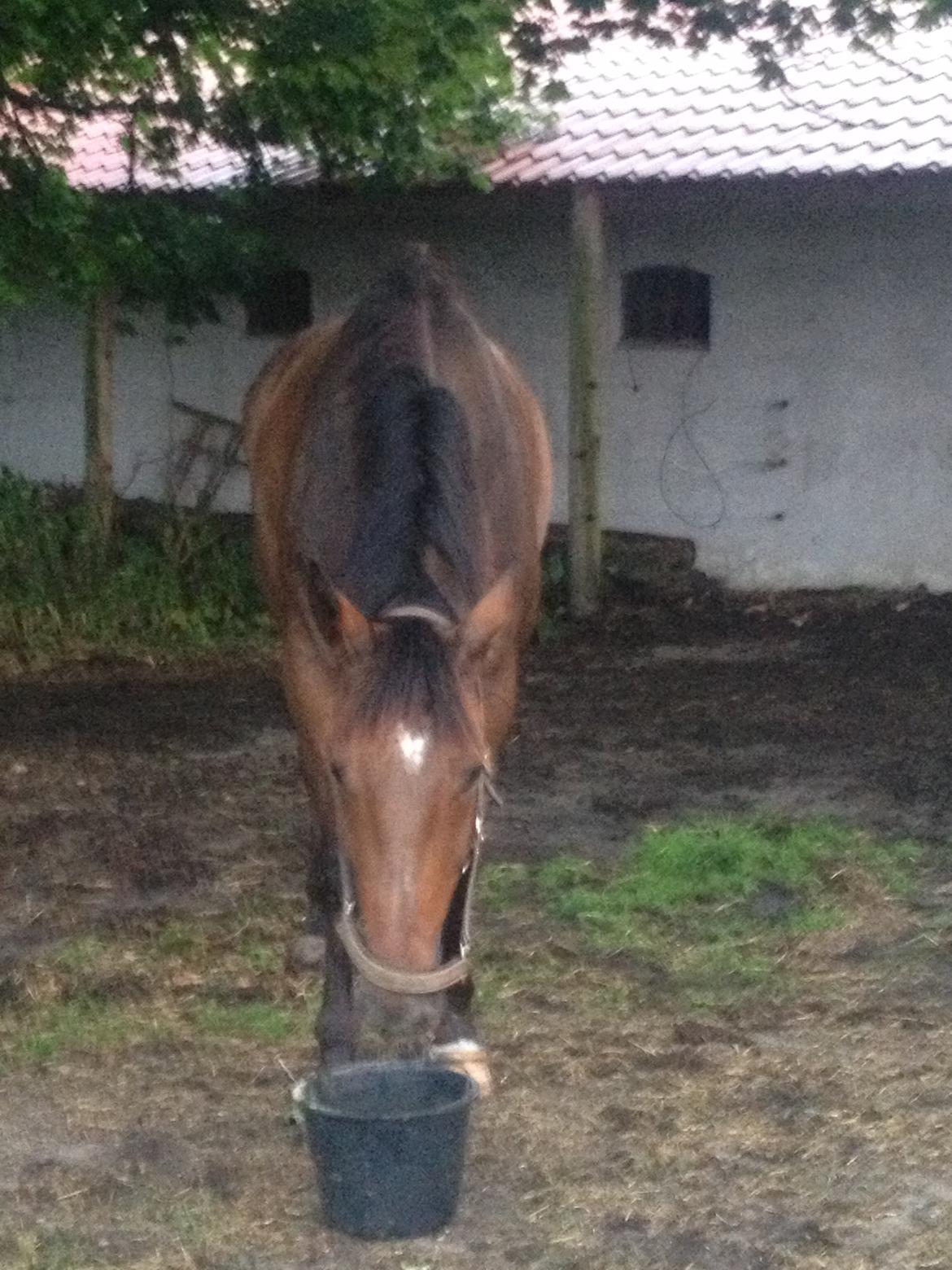 Dansk Varmblod Storåens Belondo (Richard) billede 8
