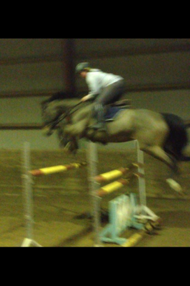 Dansk Varmblod Storåens Belondo (Richard) billede 11