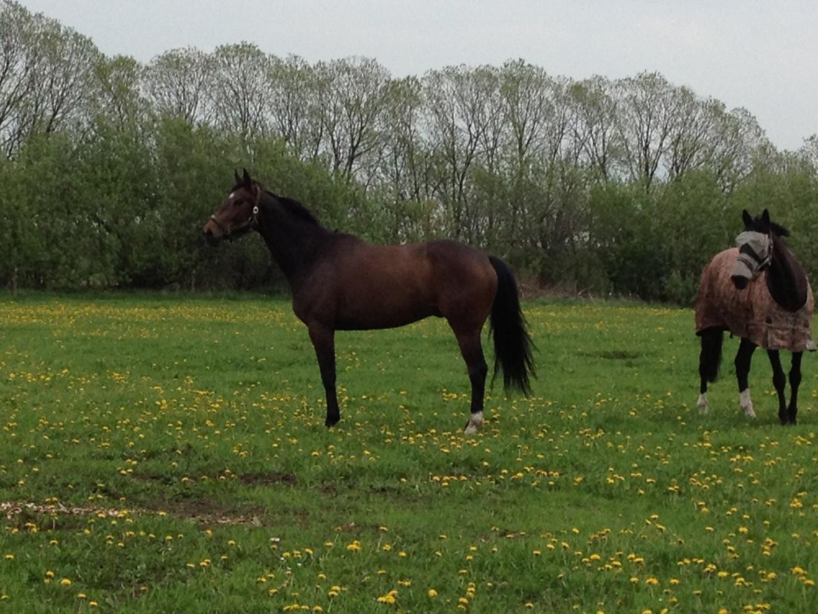 Dansk Varmblod Storåens Belondo (Richard) billede 9