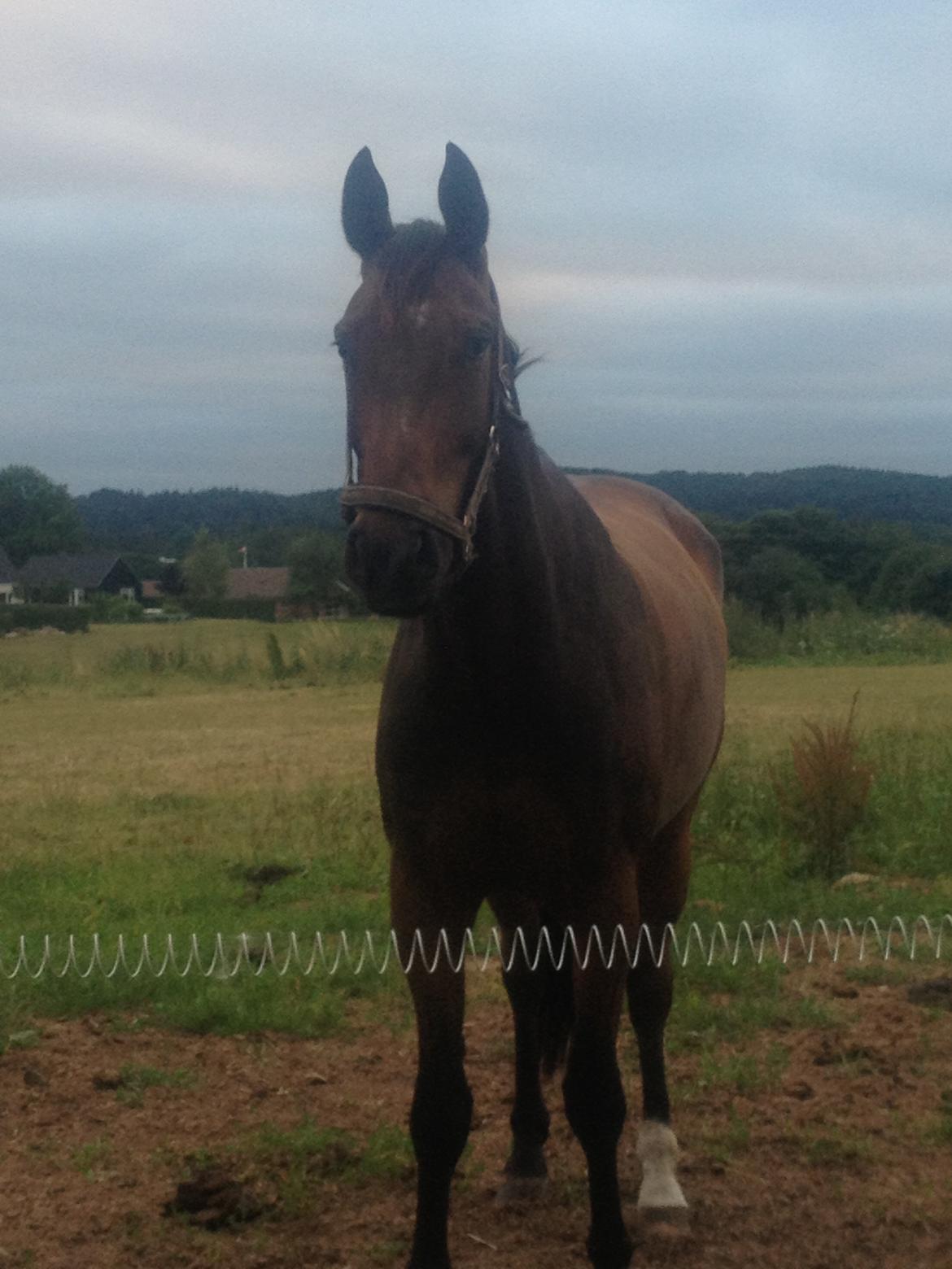 Dansk Varmblod Storåens Belondo (Richard) billede 10