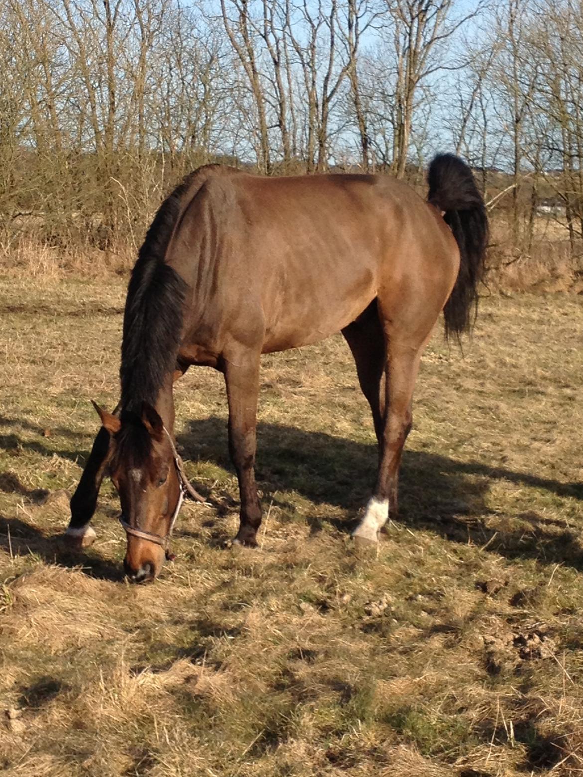 Dansk Varmblod Storåens Belondo (Richard) billede 2