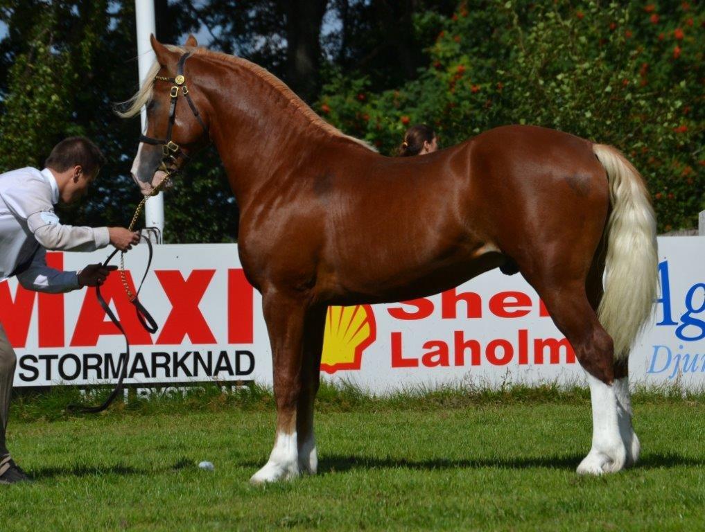 Welsh Cob (sec D) Kildegaards  Brynmor 4 år billede 4