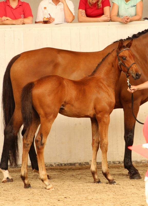 Dansk Varmblod TWINHORS DON'A BALLERINA - Opstilling af prinsessen <3 billede 18