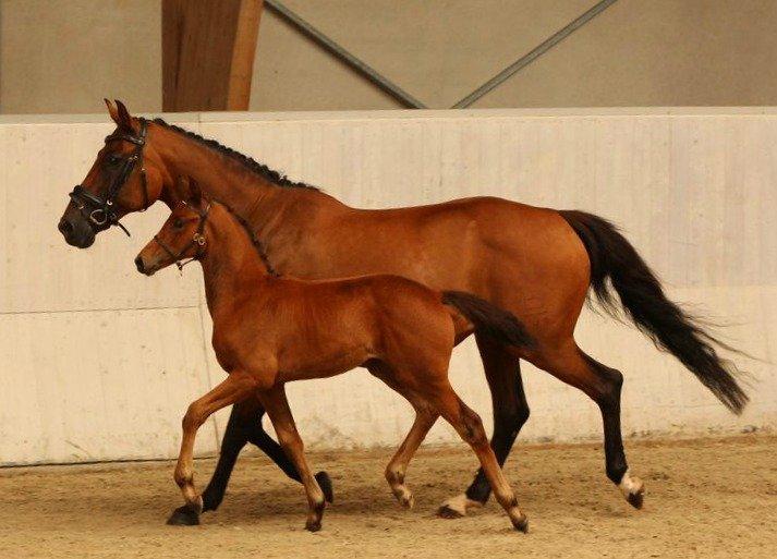 Dansk Varmblod TWINHORS DON'A BALLERINA - Harmonisk trav <3 billede 19