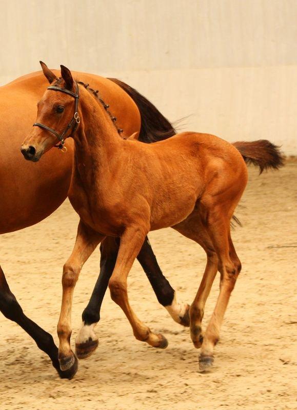 Dansk Varmblod TWINHORS DON'A BALLERINA - Følskue, fin galop <3 billede 17