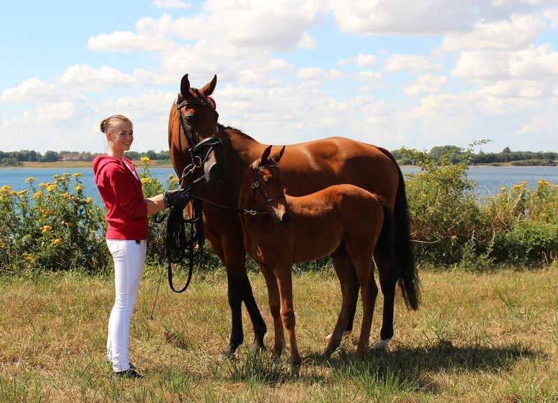 Dansk Varmblod TWINHORS DON'A BALLERINA - Stutteri ASK, efter følskue - 8 i helhed. Lidt stolt :i <3 billede 20