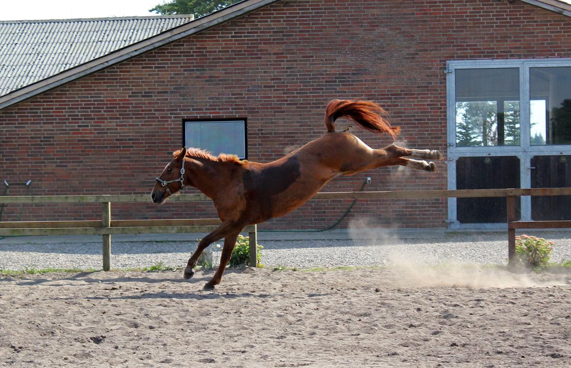 Anden særlig race Athene (SOLGT) - Vildhesten Athene :D billede 13