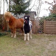 Islænder Eldur fra Nylund