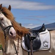 Andalusier Imperioso