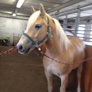 Haflinger Amigo