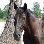 Anden særlig race Piro