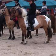 Islænder Blika fra Litlu-Sandvik <3