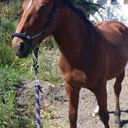 Anden særlig race Sofus